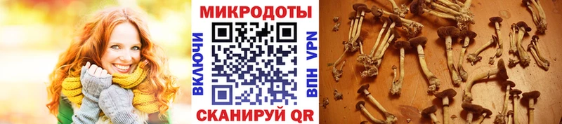 МЕГА как зайти  Динская  Галлюциногенные грибы Psilocybine cubensis  где купить наркотик 